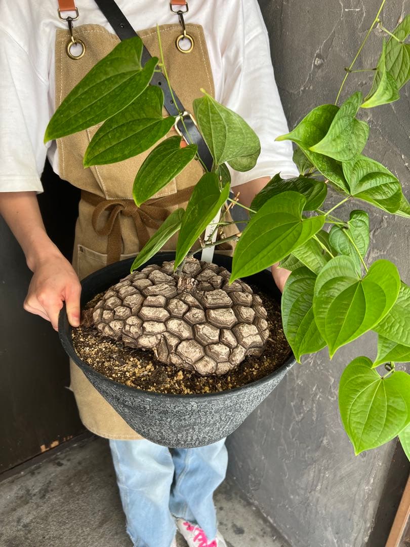 r*n様 メキシコ亀甲竜①　２０センチオーバー　特大株　セラアート丸鉢３３　現品