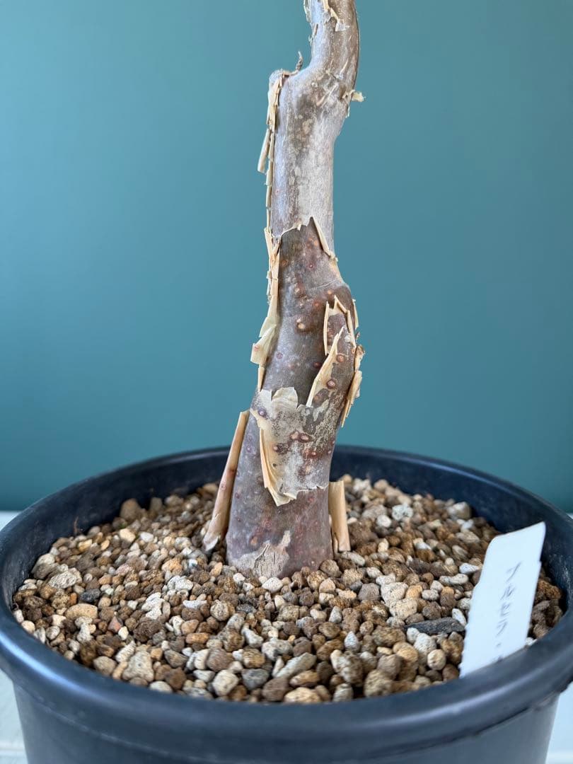 【タイムセール】ブルセラ・ファガロイデス / 灌木 多肉 希少 レア