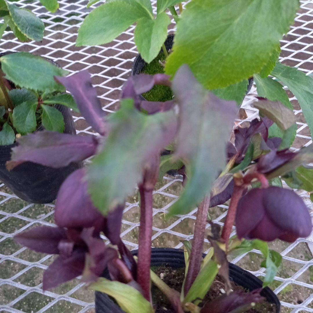 お花畑のよう♪クリスマスローズ5個セット、苗、開花株