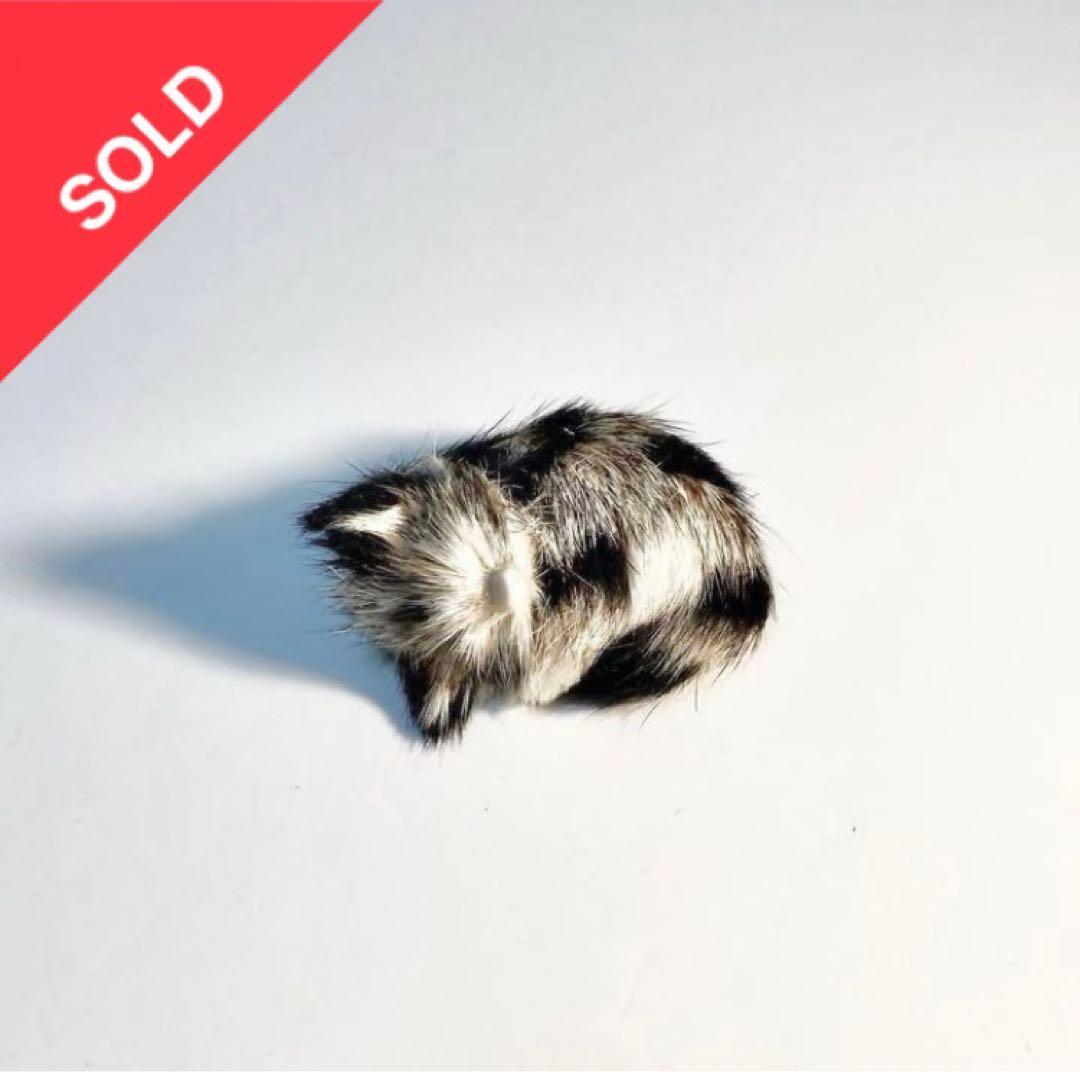 ふわふわのネコ