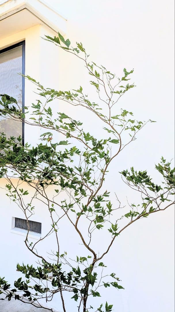 新春特価！極美。山採りシロモジ。