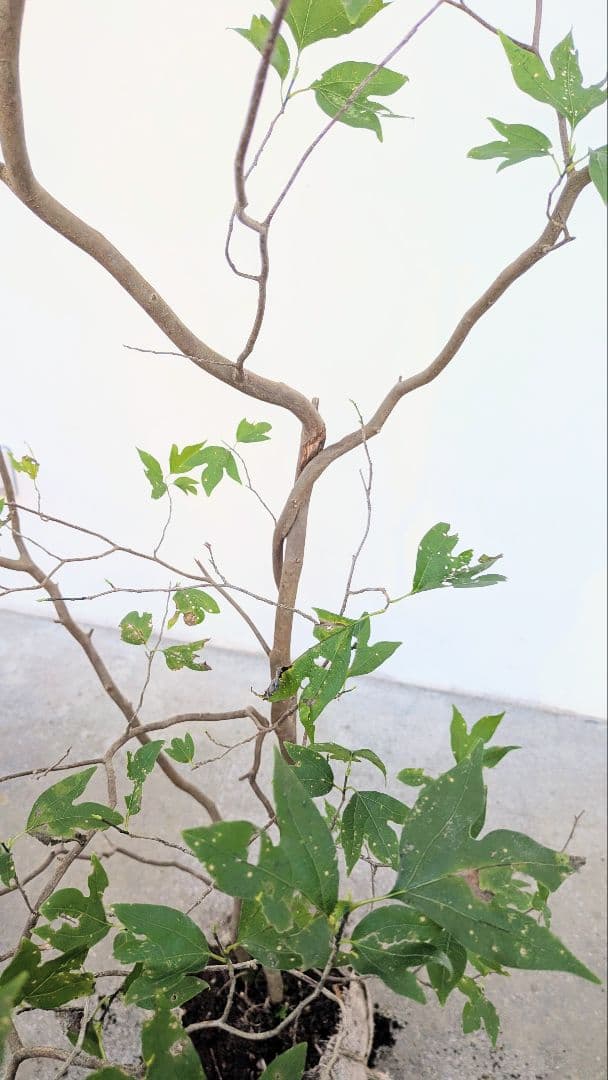 新春特価！極美。山採りシロモジ。