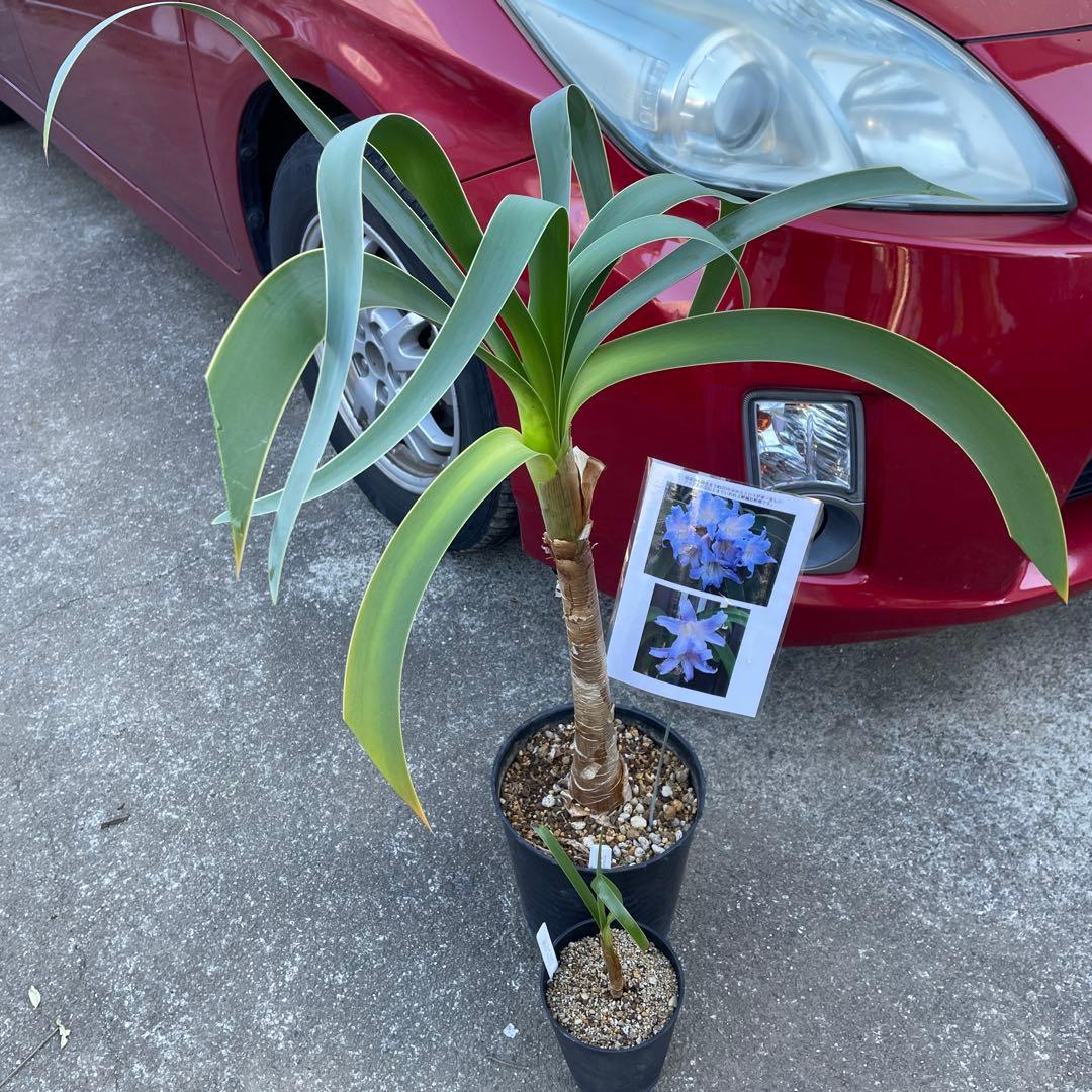 ウォースレア　プロセラ(ブルーアマリリス) 超激レア種　多肉植物