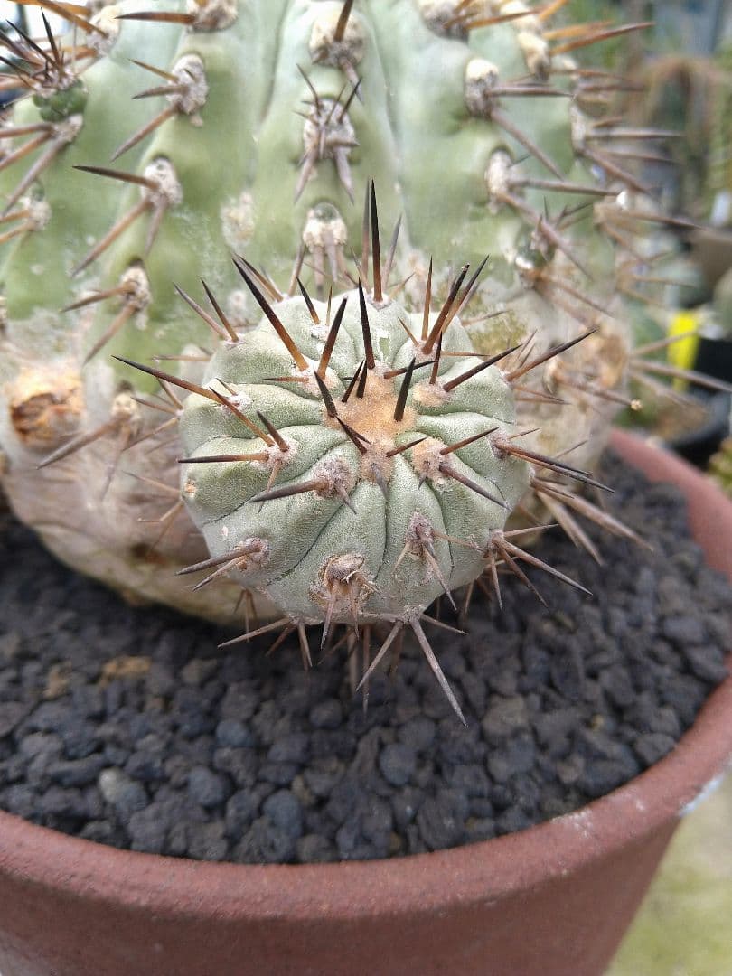 コピアポア　黒王丸　子付き　台付？