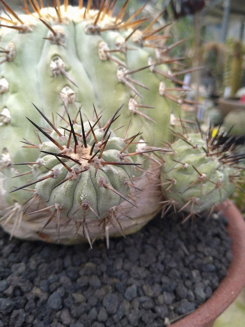 コピアポア　黒王丸　子付き　台付？