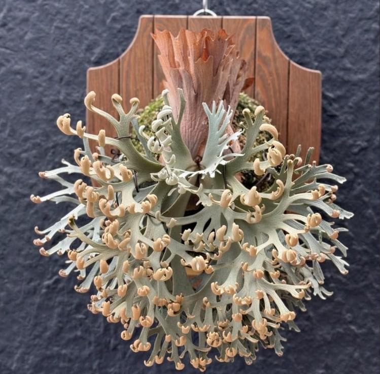 P.willinckii ’Asurada’ Sporeling 08