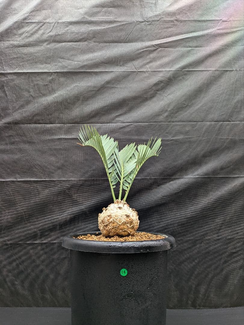 14 エンセファラルトス プリンセプス ドワーフ 特大 白肌 丸々