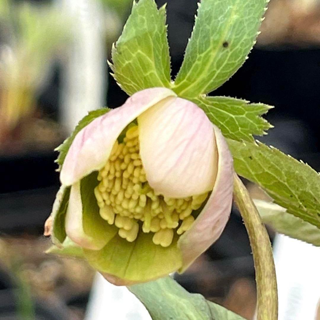 専用　447 ポット発送メルカリ便