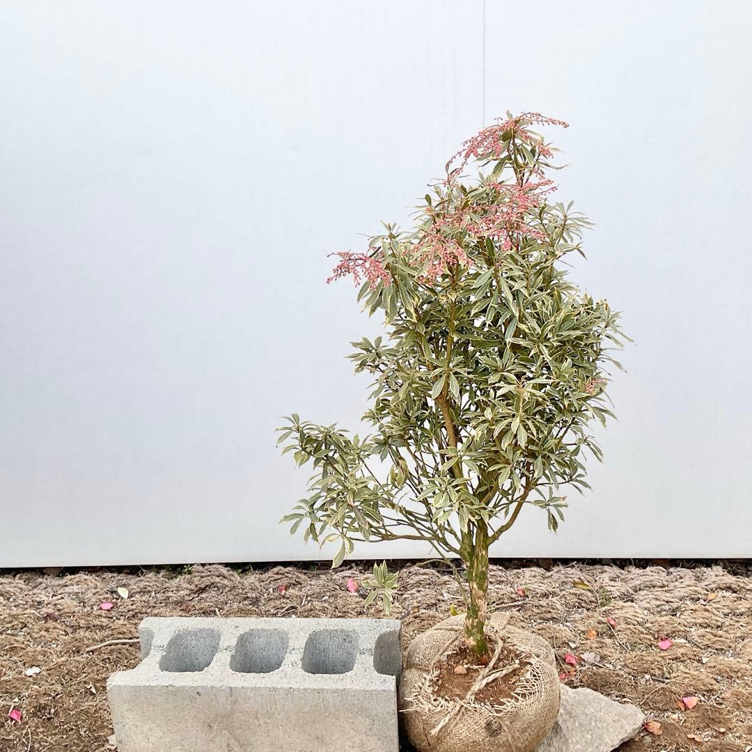 斑入りアセビ　/ 72