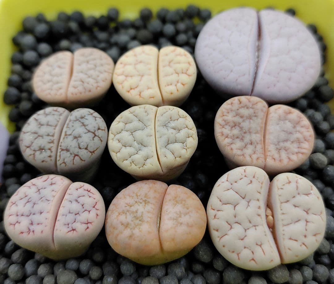 確認用　多肉植物リトープス/コノフィツム　荒玉系　コールナンバー付き各種　S45