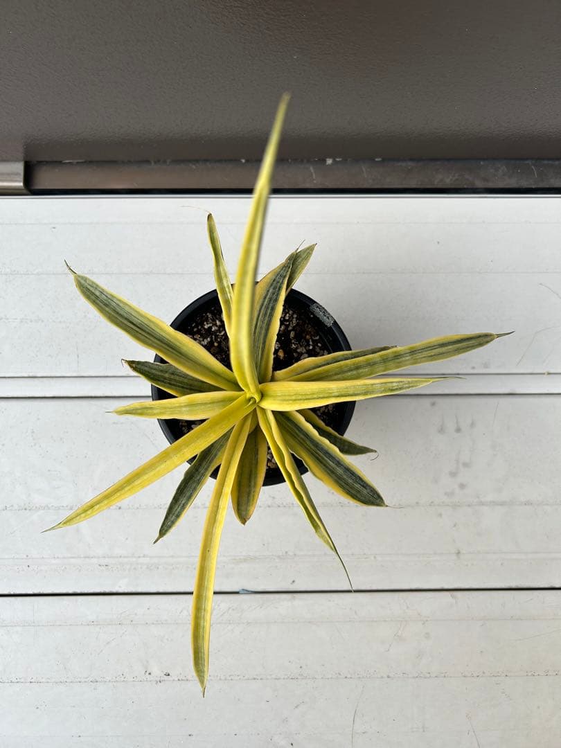 サンセベリア　サイアム　ゴールド　4号鉢