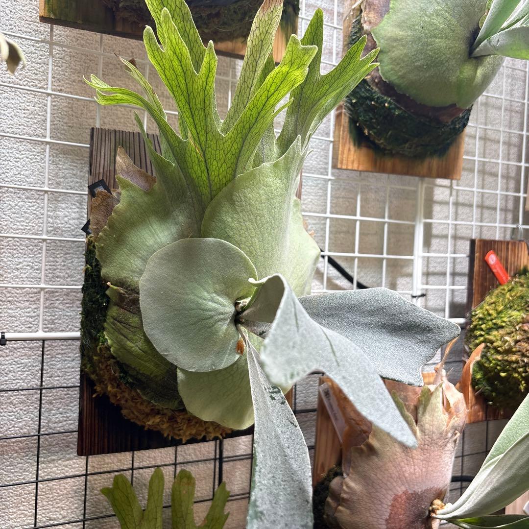 ビカクシダ P. veitchii Auburn 