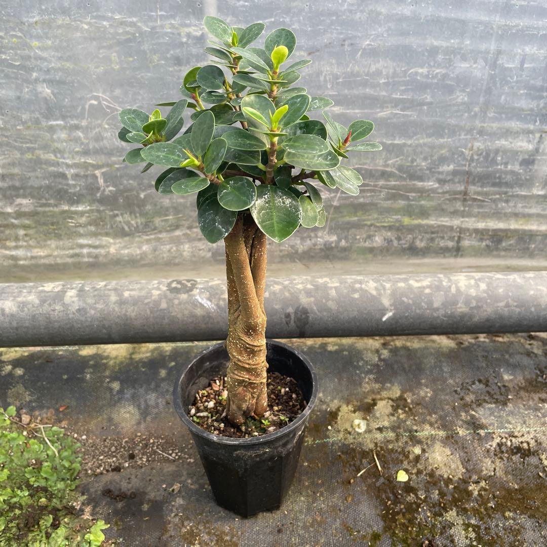 パンダガジュマル　コパンダ接木　３.５号