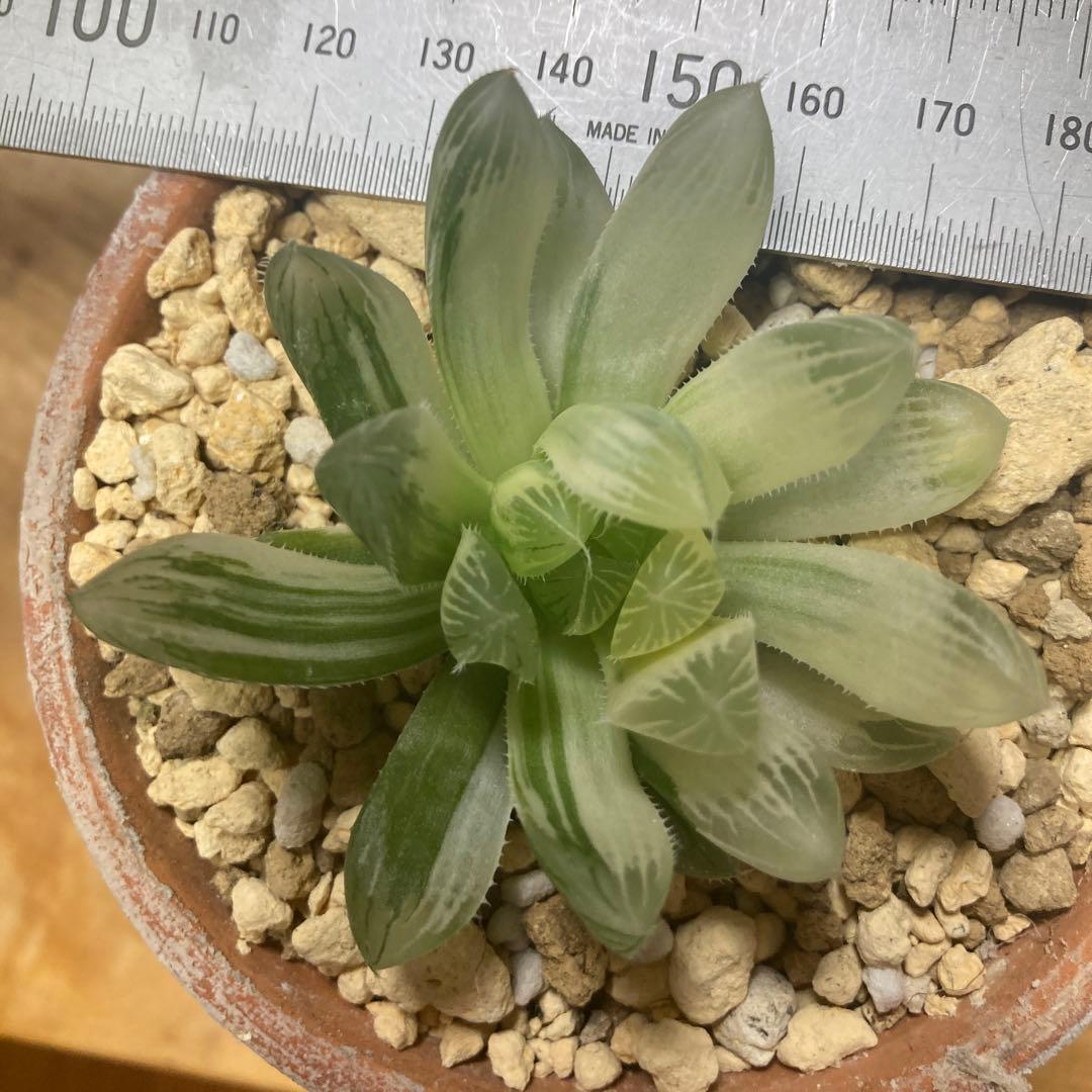 セール　ハオルチア　白蛇伝