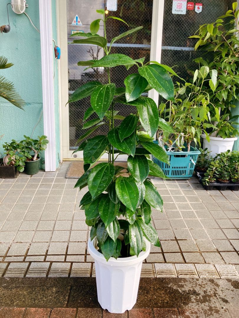 シナモンの木　(・ニッケイ・ニッキ) 送料無料