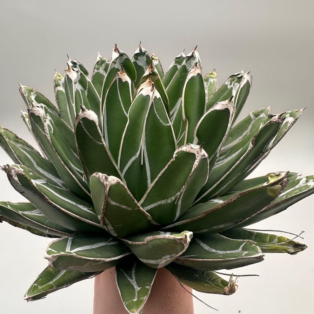 多肉植物・アガベ特選 ダルマ笹の雪 濃白株 極上株 包葉 球形