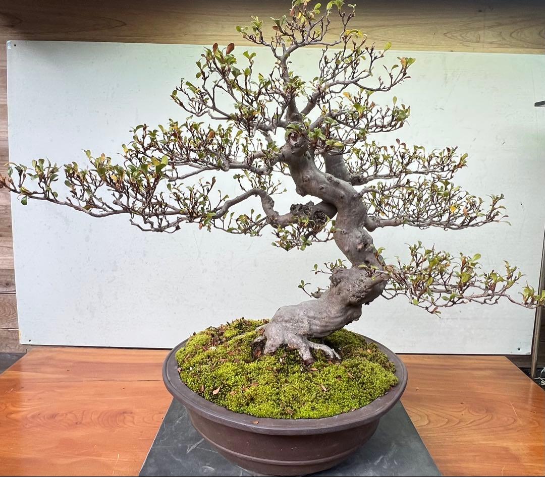 さつき盆栽　品種華宝　曲木 高さ約60センチ