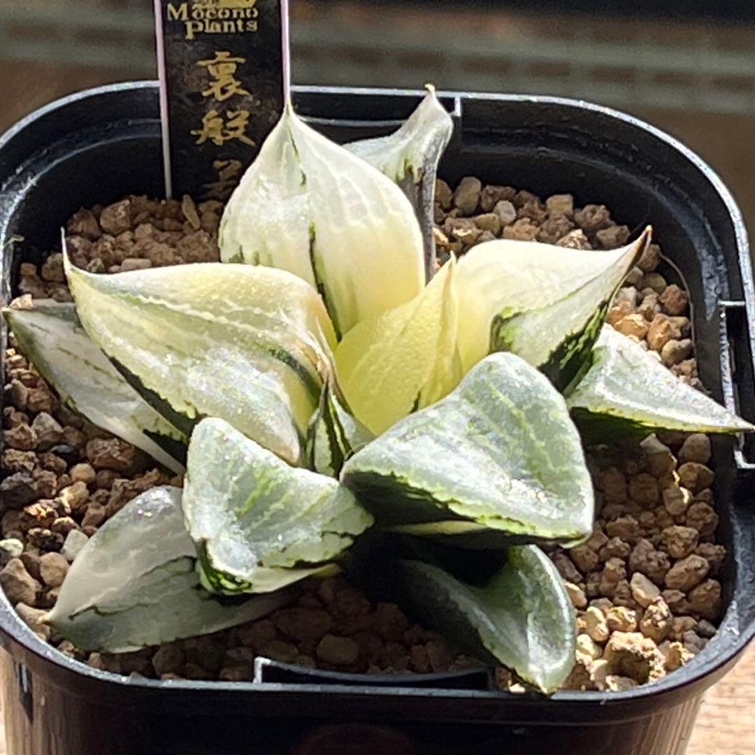 ハオルチア B型コンプトミュータント錦②