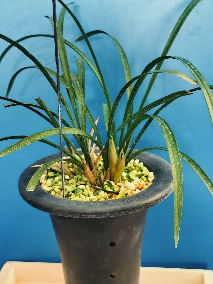 日本春蘭 銘品 万寿 紅花 ㉑