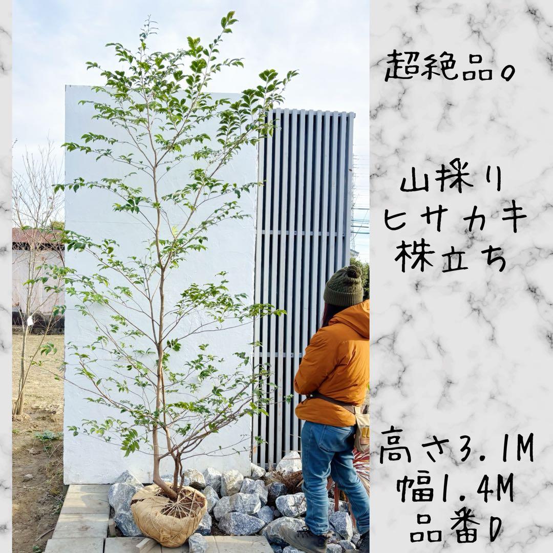 絶品。山採りヒサカキ株立ち3.1M(鉢底から)品番D