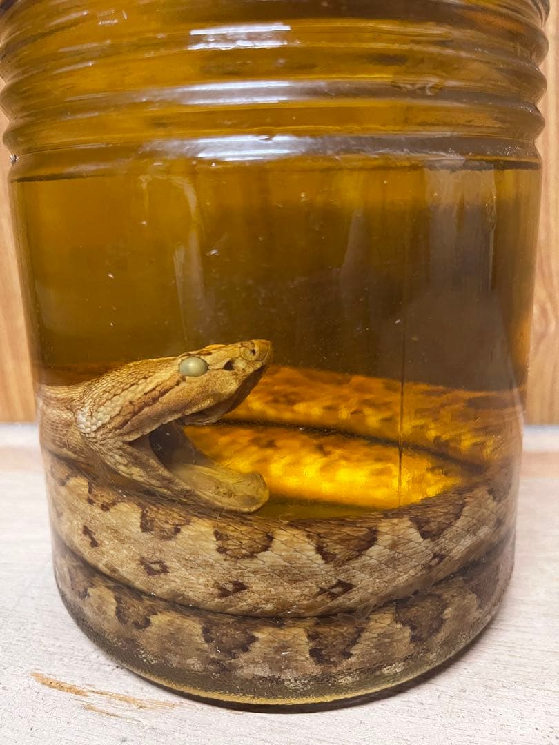 ハブ酒　おそらく20年以上