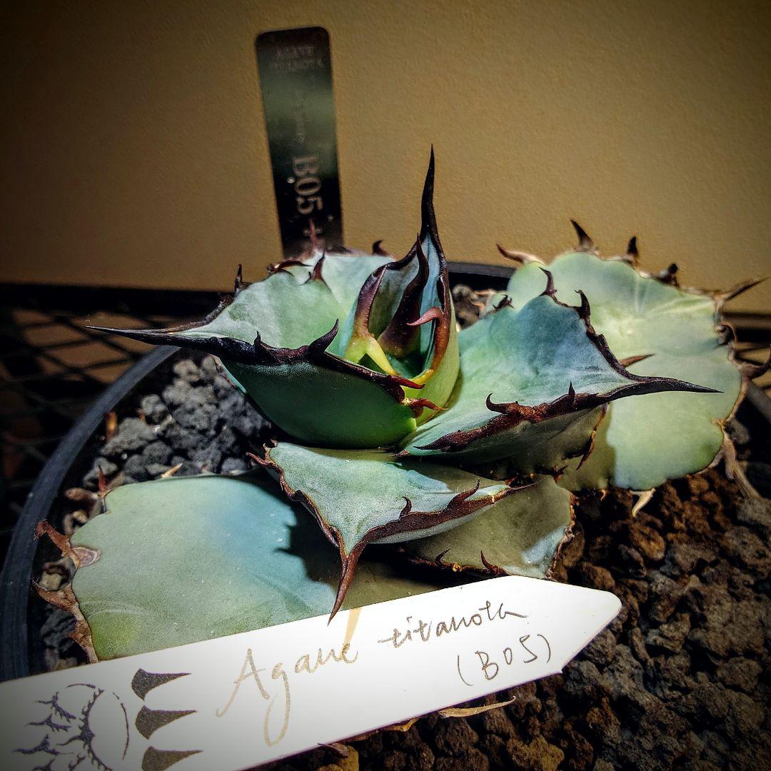 アガベ　チタノタ　dennisB05 子株　青犀牛　デニスタグ付き