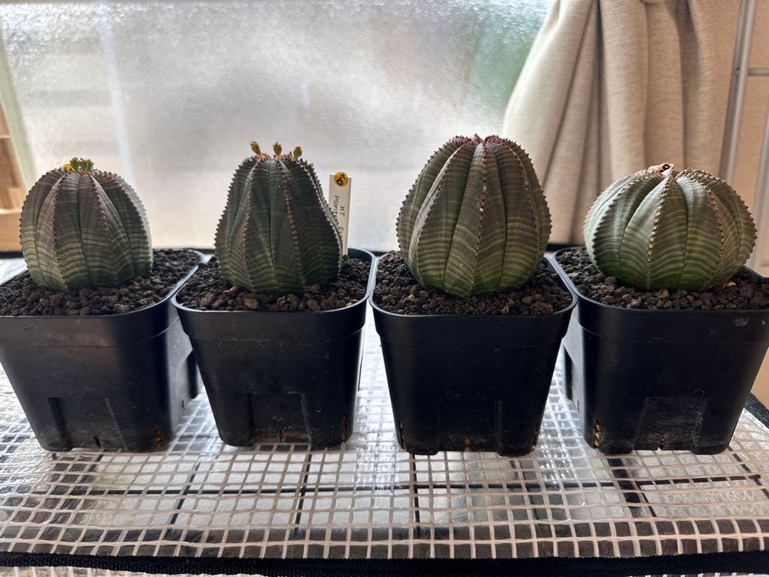 ユーフォルビアオベサ　雄雌セット4株