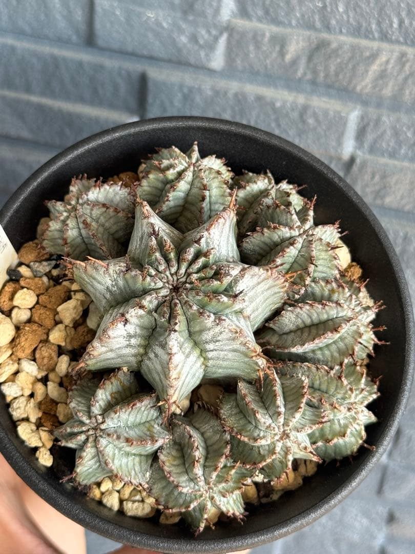 ☆激レア☆ スーパーホリダ×宇田ゼブラホリダ実生　ホリダ　オベサ