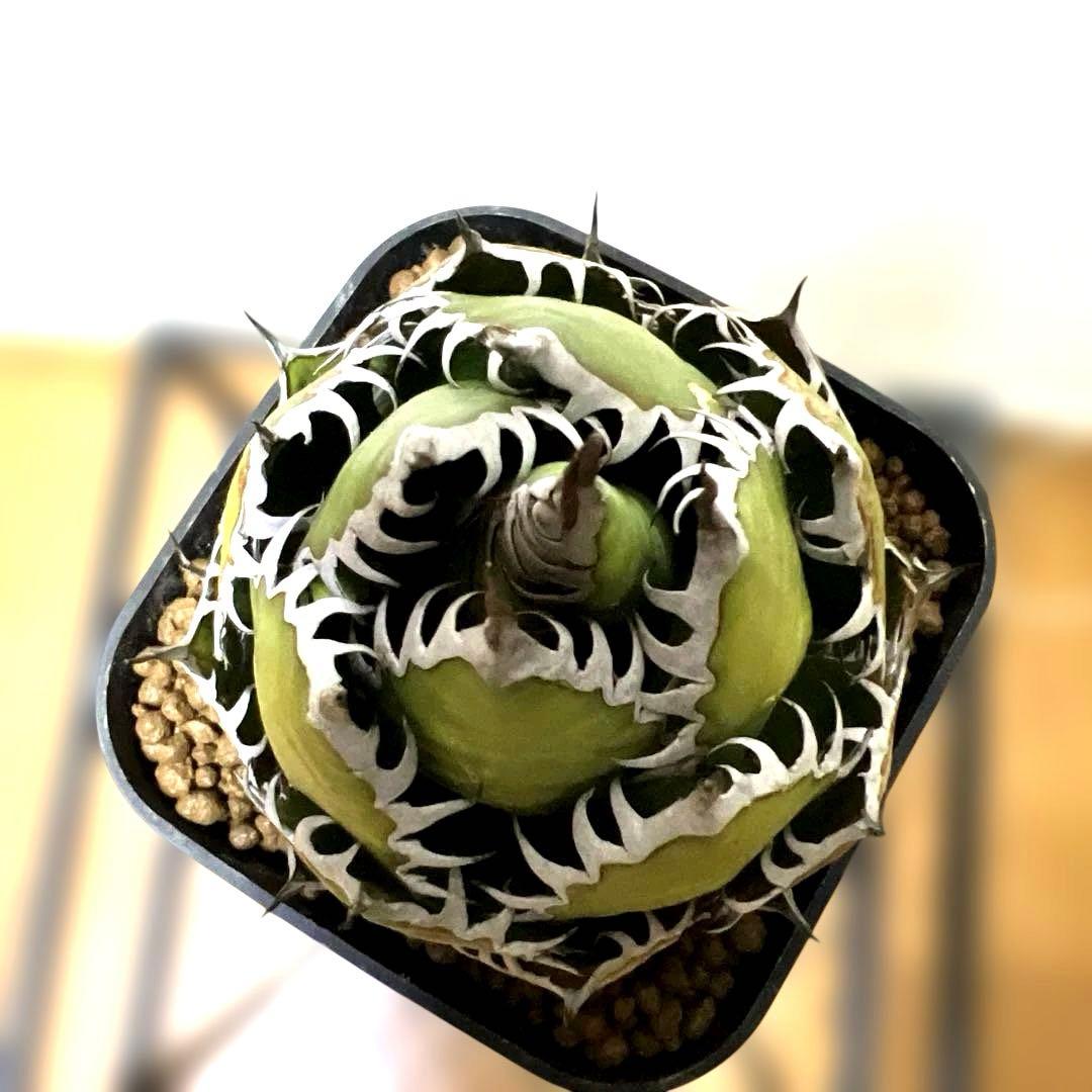 アガベ 鉢植発送 ホリダ 強刺 狂刺 極上血統 スペシャル個体 特選株