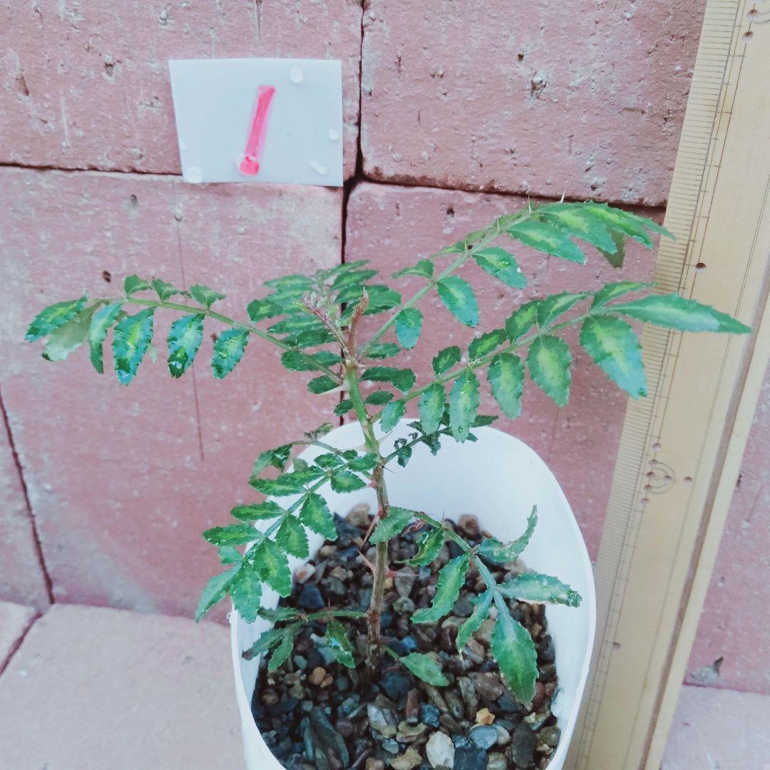 92●山椒ご希望○cm・○本 根付発根苗 京都丹波産○送料込￥○［260105］