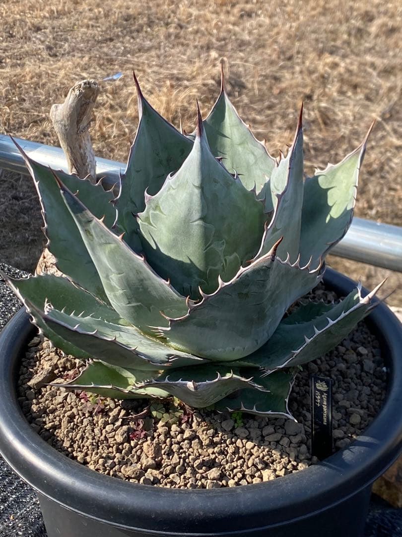 【鉢付き発送】アガベ パラサナ 9号サイズ 大株 美株