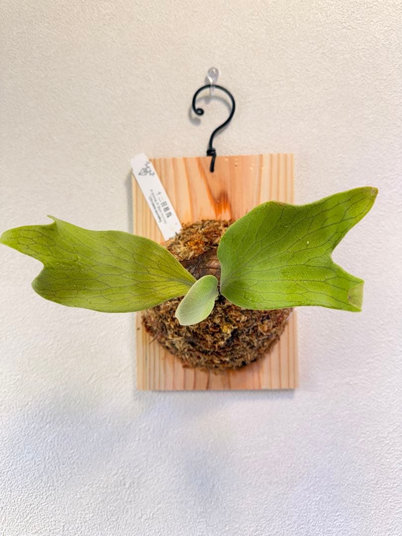 ビカクシダ P.Emma, P.Blue monkey mix spore