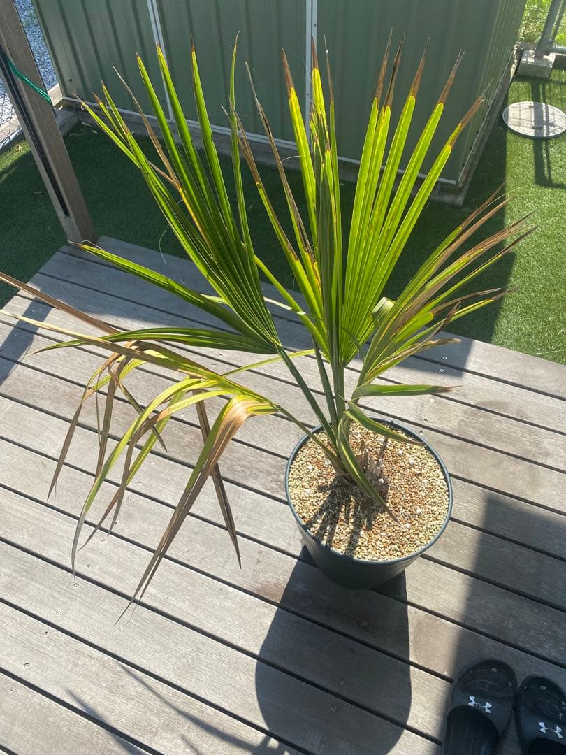 希少　オニサバル　サバル　カウシアルム　サバルヤシ