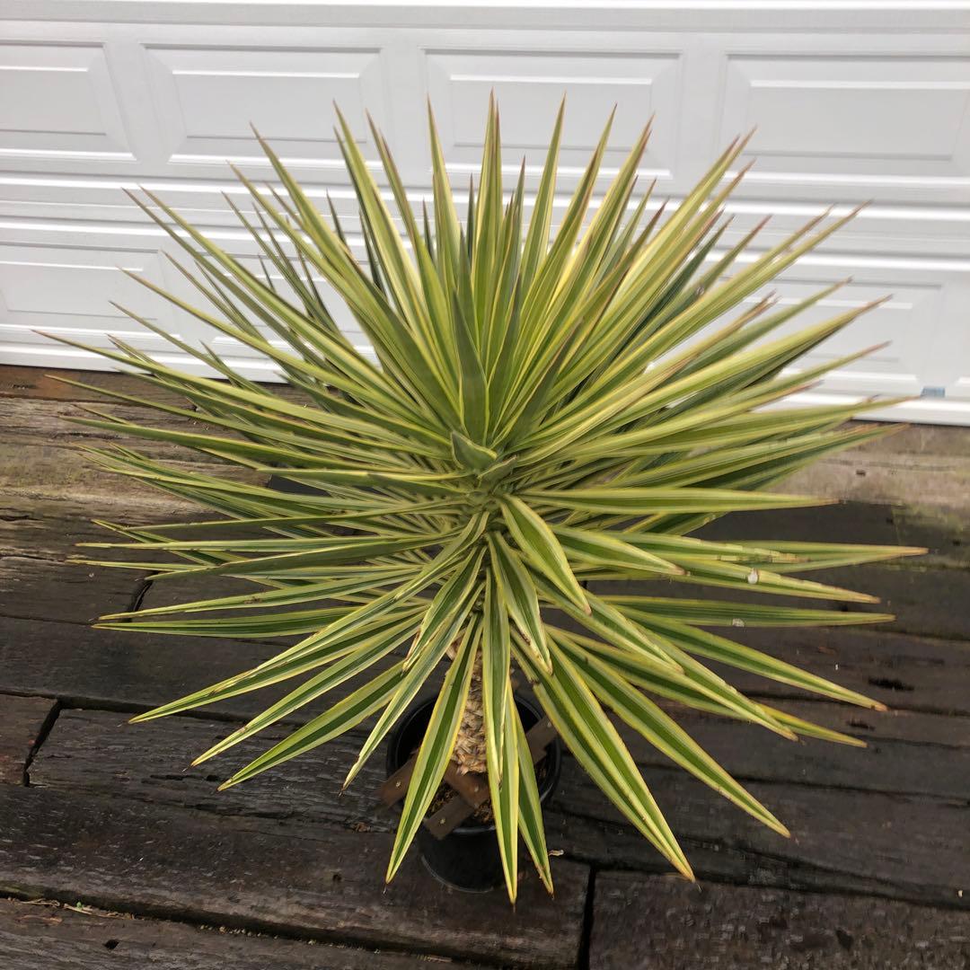 ユッカ アロイフォリア　バリエガータ