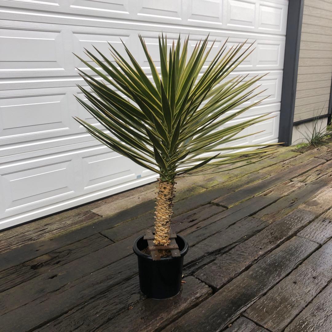 ユッカ アロイフォリア　バリエガータ