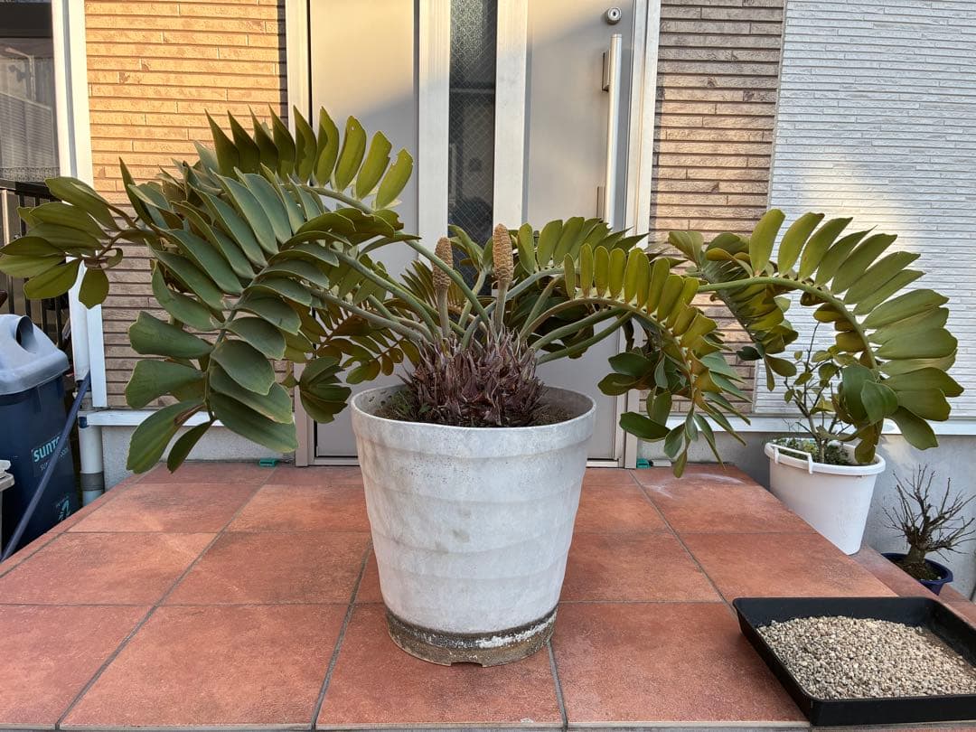 ザミアプミラ（ヒロハザミア）フルフラケア 13号鉢特大2頭株