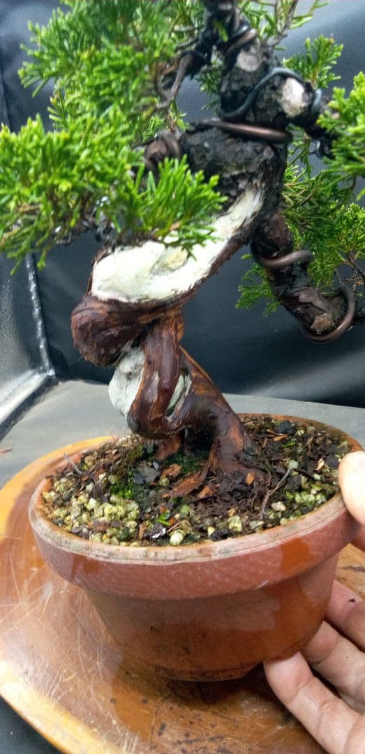 小品盆栽糸魚川真拍