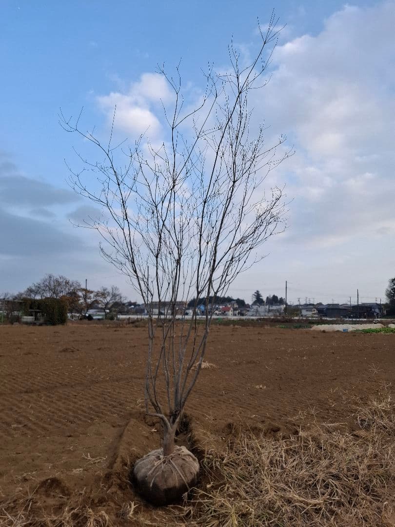 希少 サラサドウダンツツジ ――アオダモ アオハダ 山彩り ――