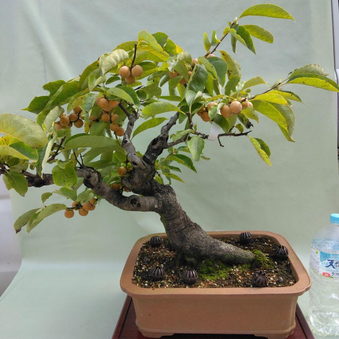 信濃柿（豆柿)大品盆栽です。実なり。黒松、赤松、五葉松盆栽 引き取り限定