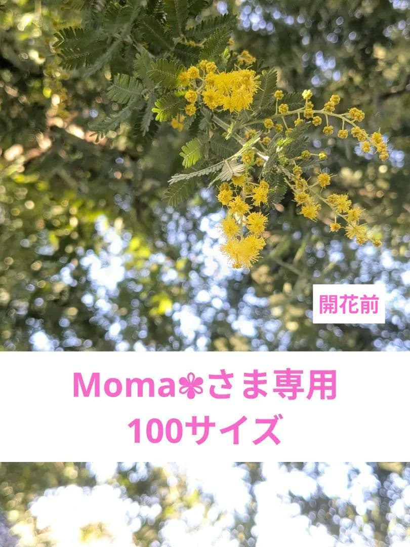 Moma✾さま専用✨フレッシュミモザを花束にして✨(ちょっぴり開花前)