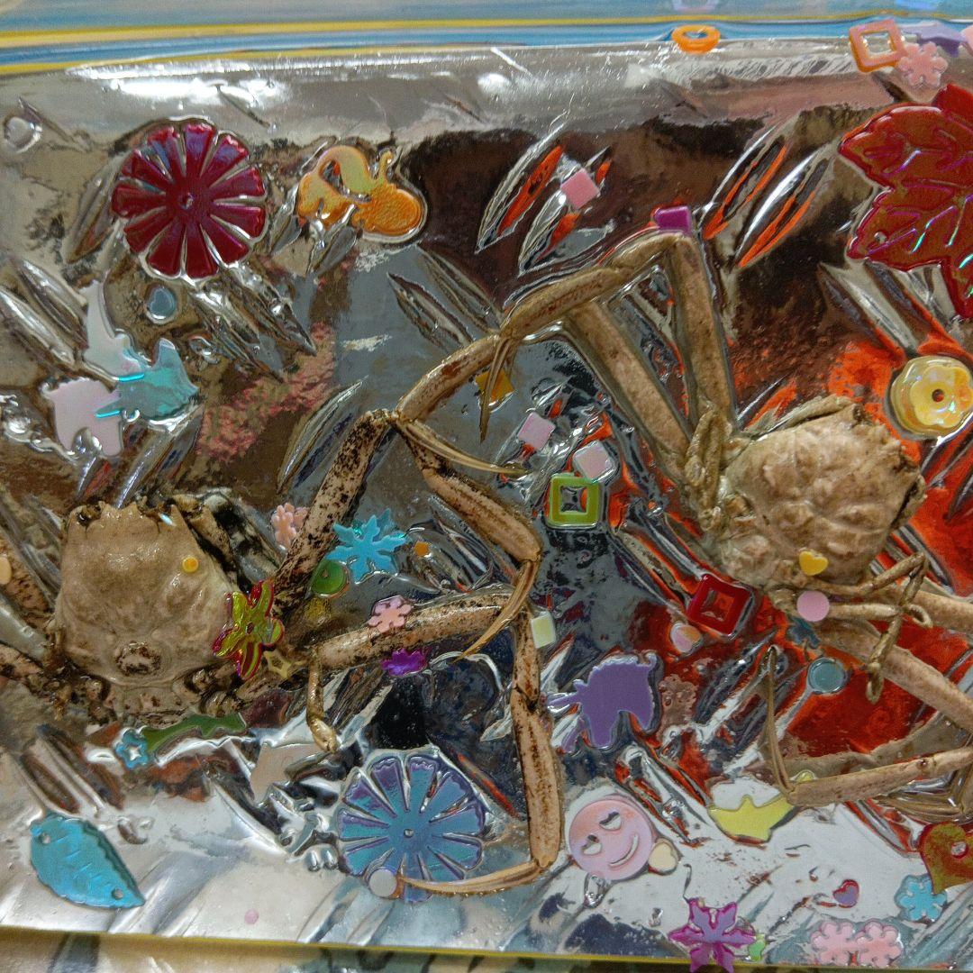 平家蟹稀少レア源平合戦下関壇之浦屋島檀ノ浦平家怨霊人面蟹リアル凹凸立体ペア標本品