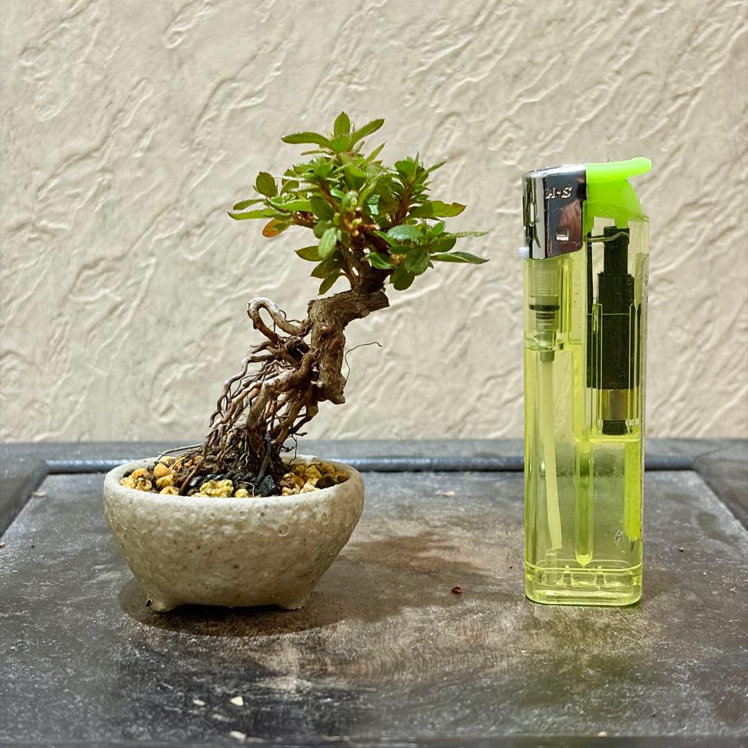 樹高6.5㎝　根上がり　皐月　サツキ　鶴翁　ミニ　盆栽　黒松　五葉松　真柏　紅葉