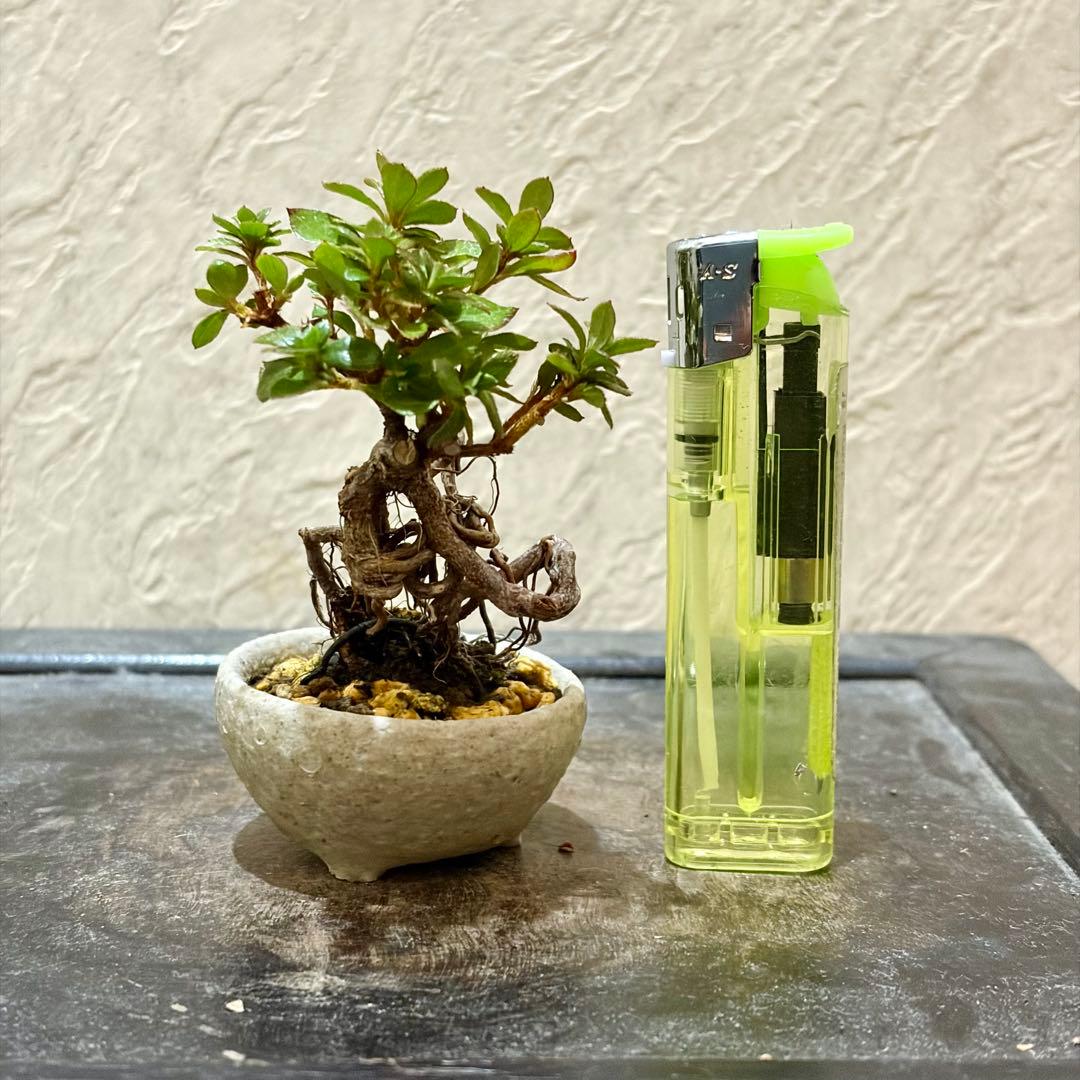 樹高6.5㎝　根上がり　皐月　サツキ　鶴翁　ミニ　盆栽　黒松　五葉松　真柏　紅葉