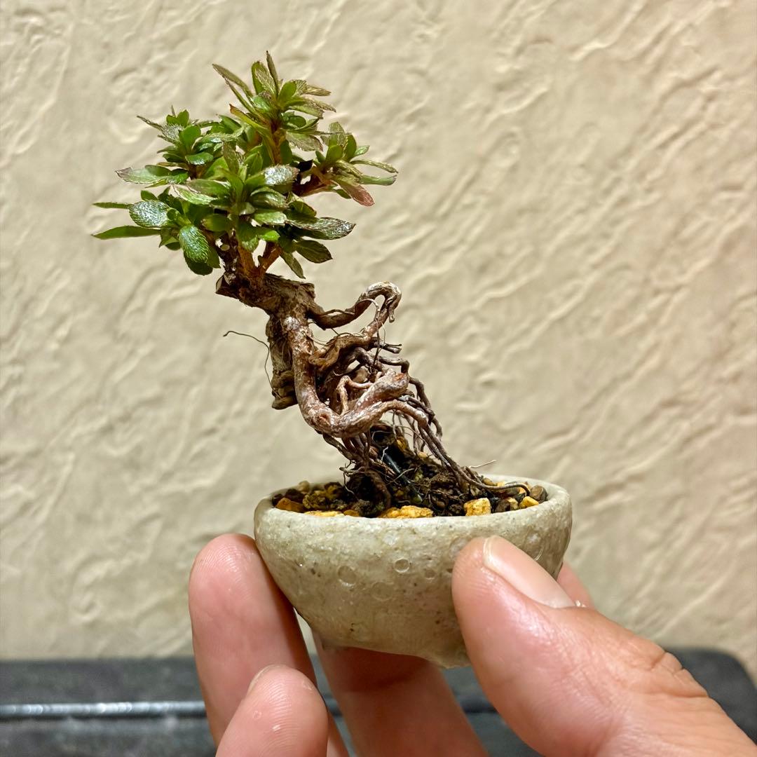 樹高6.5㎝　根上がり　皐月　サツキ　鶴翁　ミニ　盆栽　黒松　五葉松　真柏　紅葉