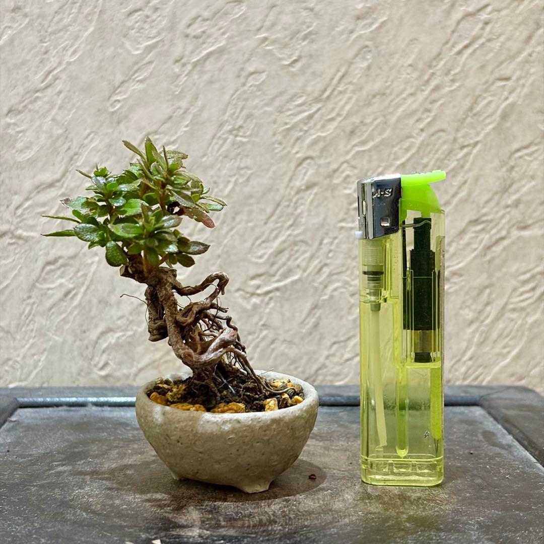 樹高6.5㎝　根上がり　皐月　サツキ　鶴翁　ミニ　盆栽　黒松　五葉松　真柏　紅葉