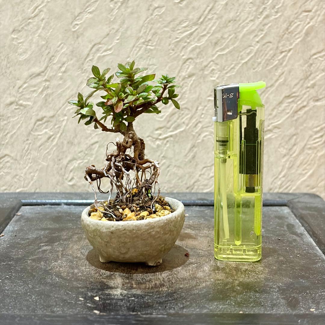 樹高6.5㎝　根上がり　皐月　サツキ　鶴翁　ミニ　盆栽　黒松　五葉松　真柏　紅葉