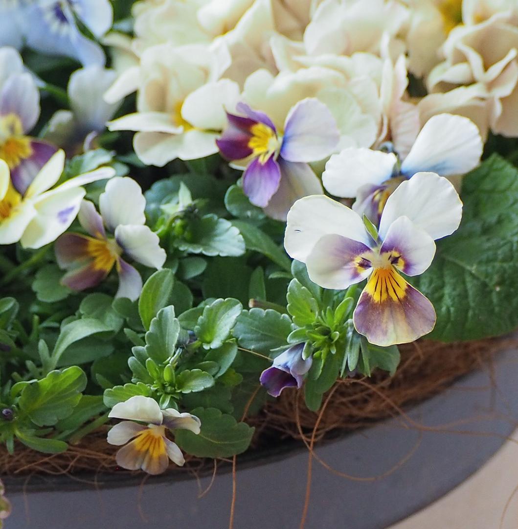 キュートなブリキポットの春色寄せ植え