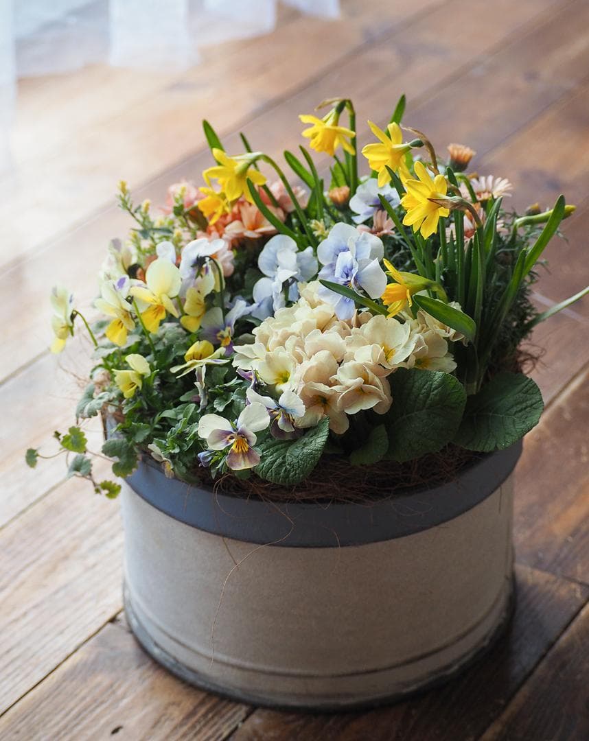 キュートなブリキポットの春色寄せ植え