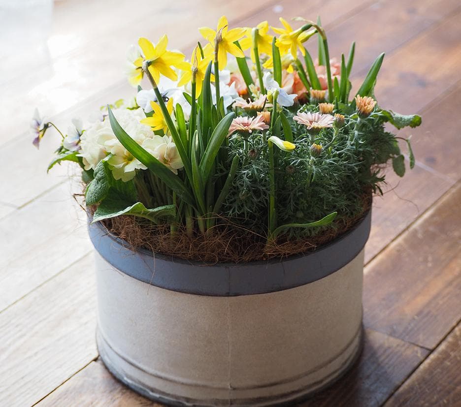 キュートなブリキポットの春色寄せ植え