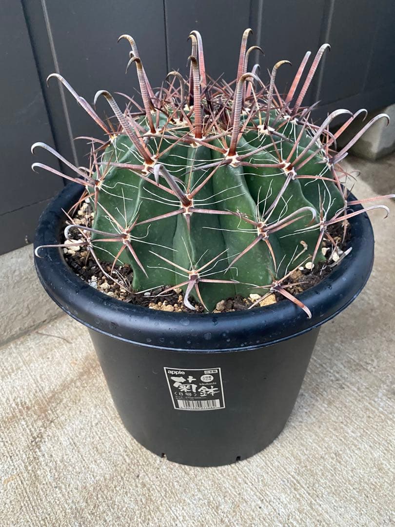 フェロカクタス８号鉢半島玉になります、耐寒性あり！